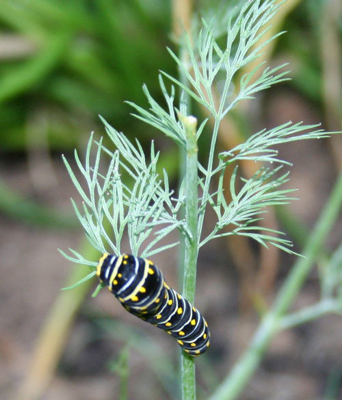 Dill and Black Swallowtail Butterfly