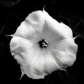Rusti Steeles foto