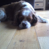 Olivias foto