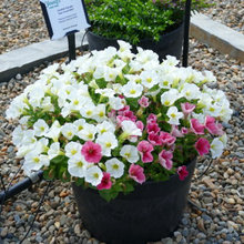 flora