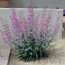 Plants I want