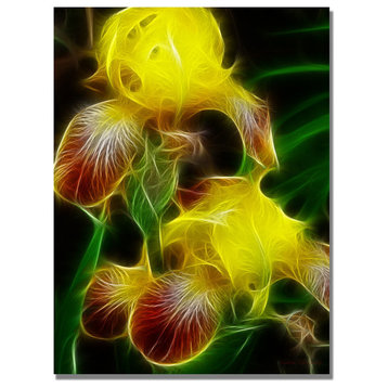 'Yellow Iris' Canvas Art by Kathie McCurdy