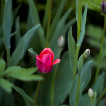 Spring Bulb Garden