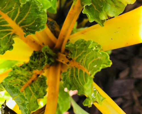 Swiss Chard Aphid Infestation