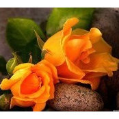 Nina Bogard's photo