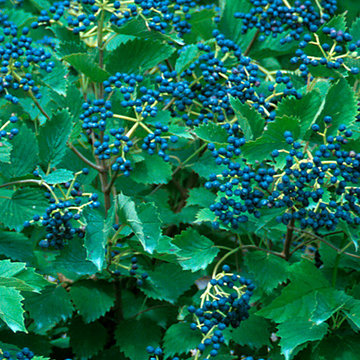 Blue Muffin® Viburnum