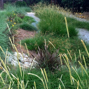 Ornamental Grass