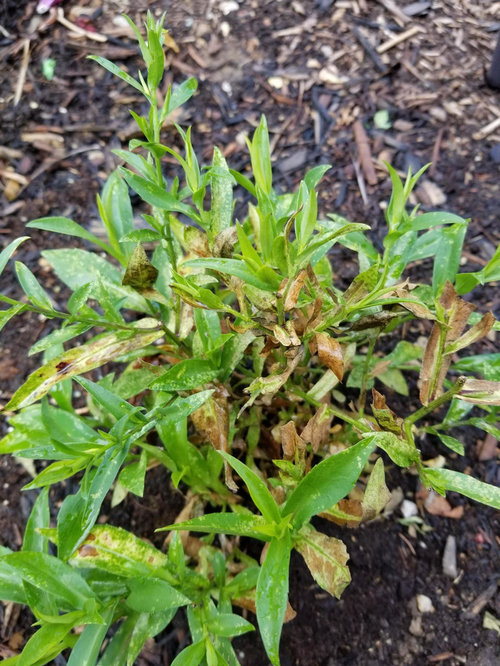 Many of my plants turning brown...diseased?