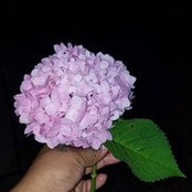 Adris foto
