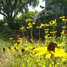 Landscape Ideas