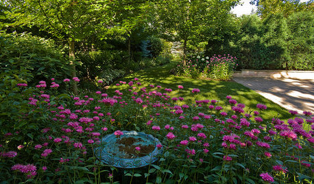 Hummingbirds and Butterflies Will Love You for Planting This