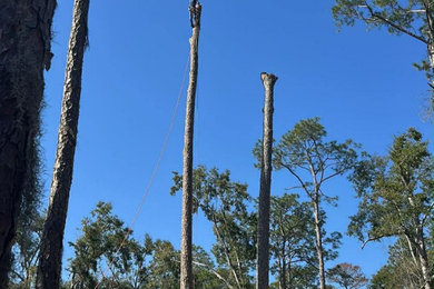 Tree Services