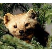 Foto von Marten Tedin