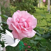 Sylvia Causey's photo