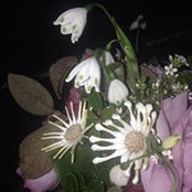 Janie Wild's photo