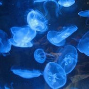 Marianne Thomas's photo