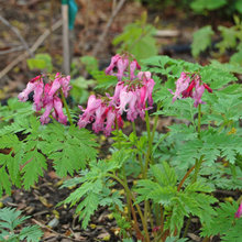 Front Garden Native Plants