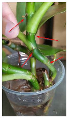 Can nodes with dry aerial roots still be propagated?