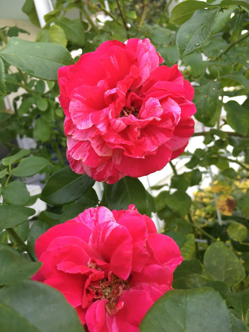 Roses blooming even in constant heat.