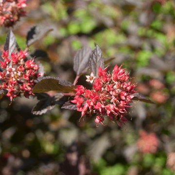 Coppertina™ Ninebark