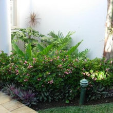 PLANTS