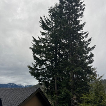 Tree Removal