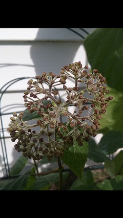 Typical Symptoms In A Phytoplasma Infected Hydrangea Right