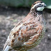 Thomas Hudgens's photo
