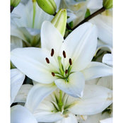 Wendy Calvi's photo