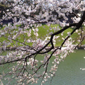 Megumi O's photo