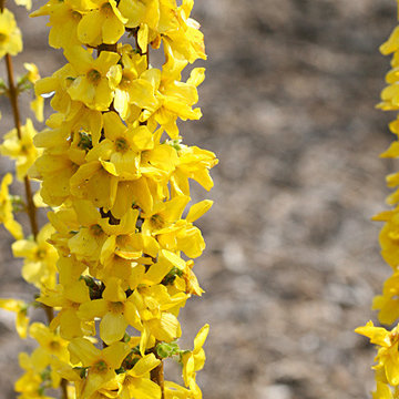Show Off® Sugar Baby Forsythia