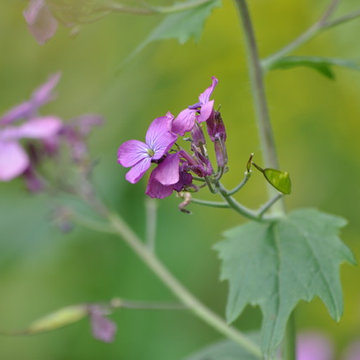 Lunaria annua