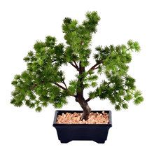 Plants