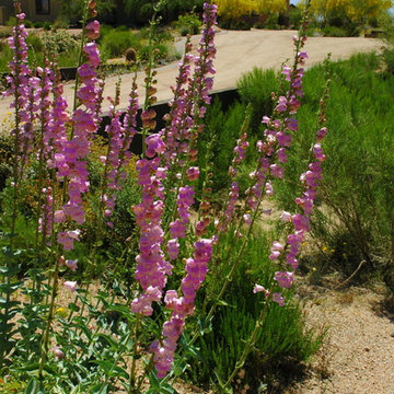 Southwestern Plants