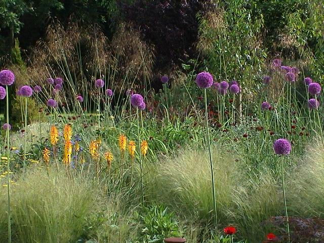 Contemporary Garden by Patricia Tyrrell Living Landscapes