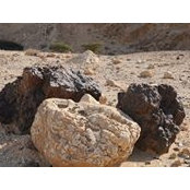 דפנה שלב לוינסון's photo