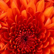 Ann Dillon's photo