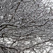 Lisa Thomas's photo