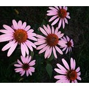 Heather Kite's photo