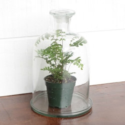 Vineyard Valley - Terrariums