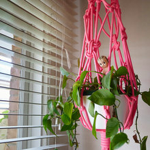 Indoor Plants