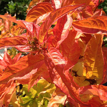 Kodiak™ Orange Bush Honeysuckle Diervilla