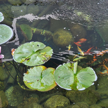 Custom✨ Koi Pond