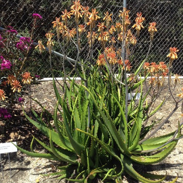 Plants