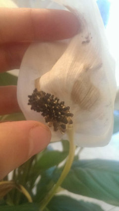 Peace Lily Turning Black ! | Houzz Forum