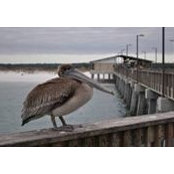 Toni Swendson's photo
