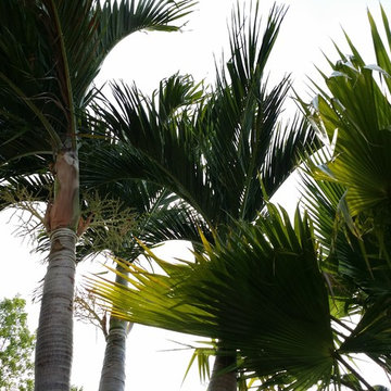 PALM TREES IN OHIO????