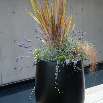 Contemporary Seaside Garden