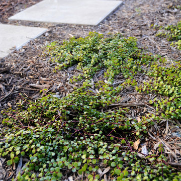 Contemporary squares