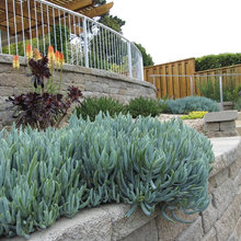 Native Plants